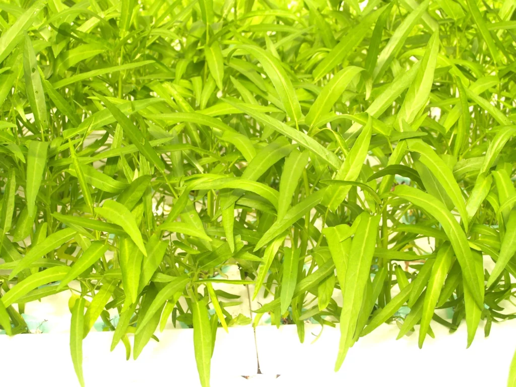 Hydroponic Growing Medium For Microgreens