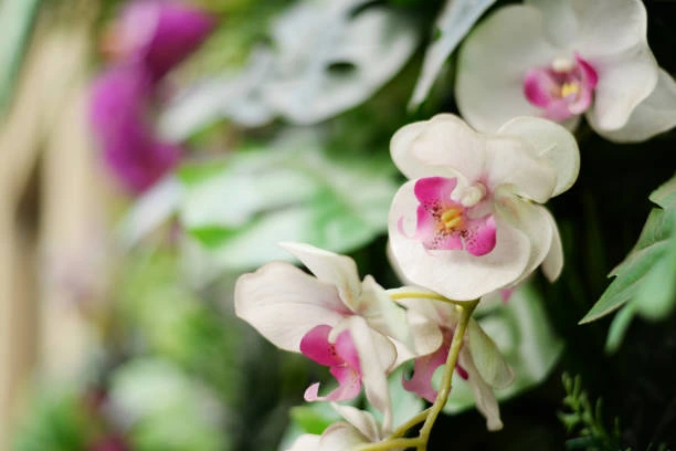 Hydroponic Medium For Orchids